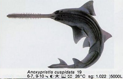 Anoxypristis cuspidata